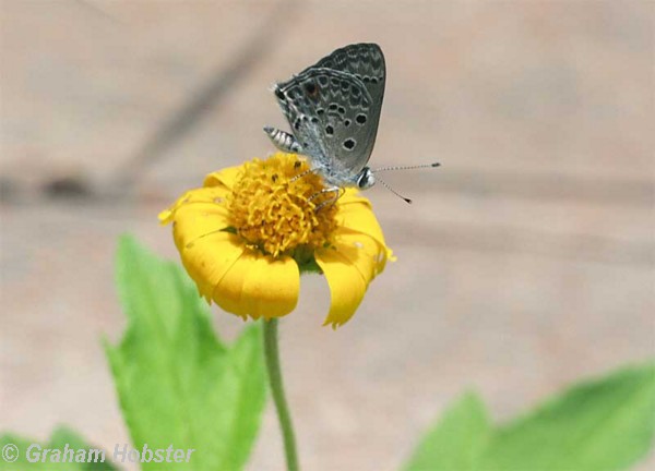 Butterfly-2.jpg