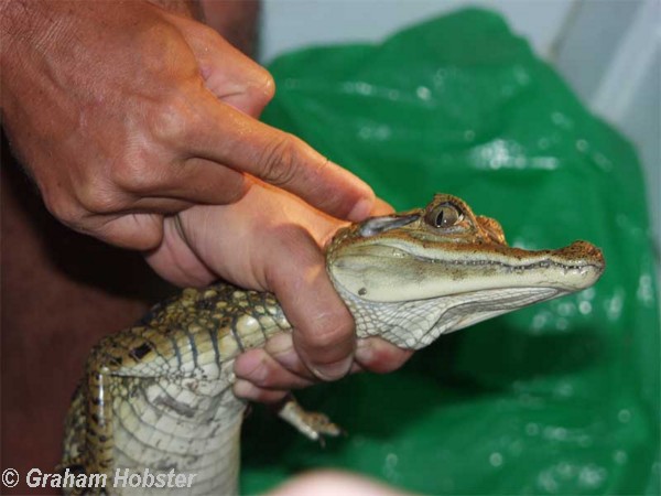 Caiman-hunt-4.jpg