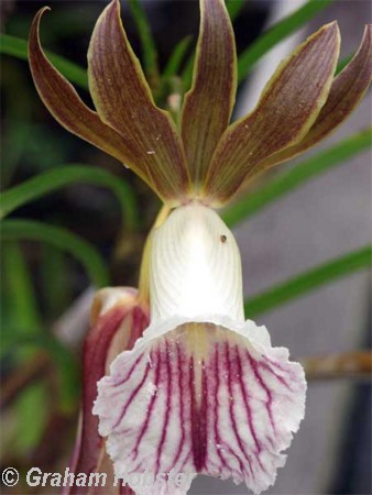 flowers-3.jpg