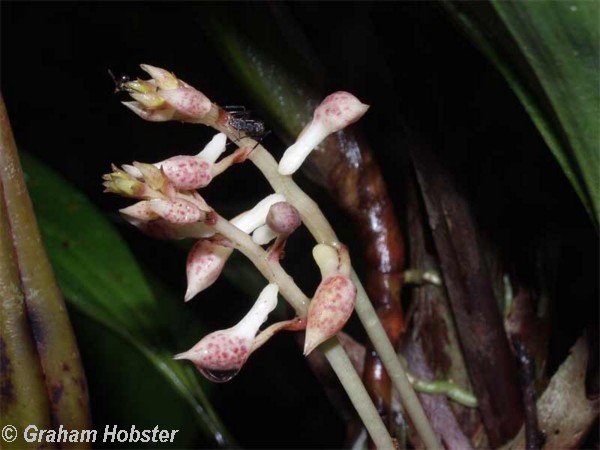 orchid-3.jpg