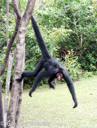 spider-monkey.jpg