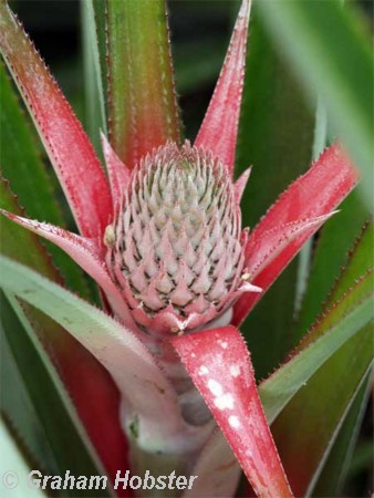 young-pineapple.jpg