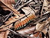 caterpillar.jpg