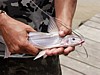 catfish.jpg