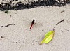 dragonfly-2.jpg