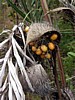 fruits-of-the-forest.jpg
