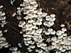 fungi-1.jpg