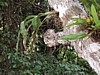 orchid-1.jpg
