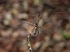 spider.jpg