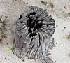tree-pattern.jpg