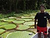water-lilies-1.jpg