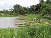 water-lilies-2.jpg