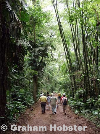 forest-walk