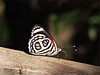 butterfly2-at-falls.jpg
